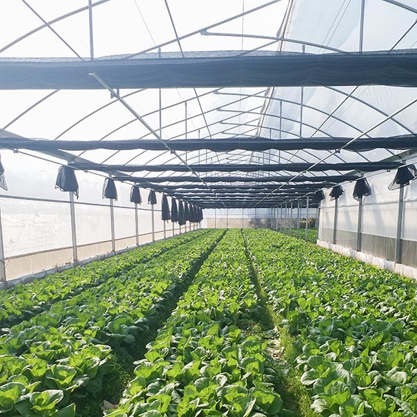 Hot-Dipped Galvanized Multi-Span Greenhouse Structure with UV-Resistant Polyethylene Film and Automated Ventilation