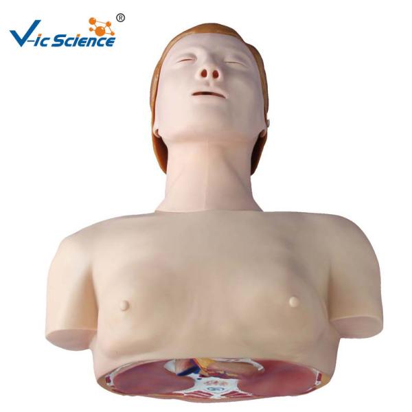 Electronic Half Body CPR Training Manikins Male Female Cpr Prompt Manikins VIC-404A / 404B