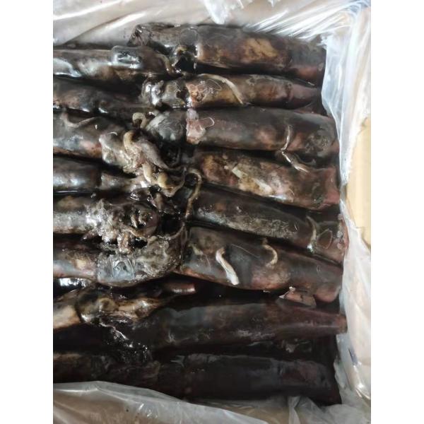 150+G BQF Frozen Black Squid ISO2200 / HACCP Standard