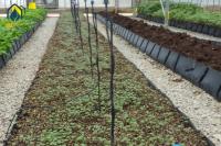 Plantation hydroponique en serre à l'aide d'un rouleau en PP pour les fleurs fraîchement coupées