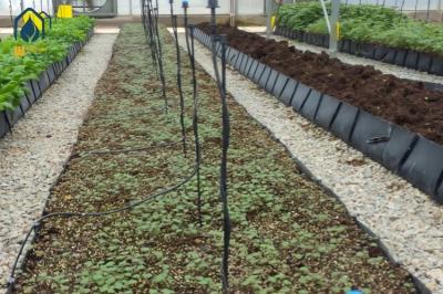Greenhouse Hydroponic Planting Trough PP Roll For Fresh Cut Flowers Rose Cultivation