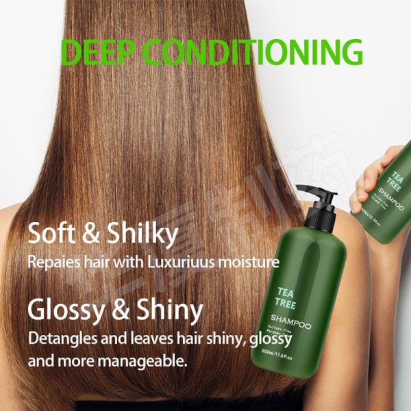 Tea Tree Aloe Vera Ginger Anti Hair Loss Shampoo Herbal Shea Butter Shampoo