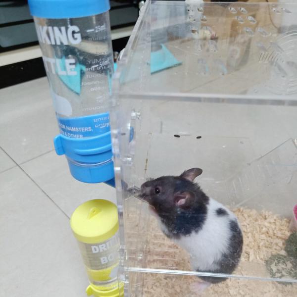 Plastic Water Bottle for Small Animals LCD Display 125ml  like Hamsters and Rabbits