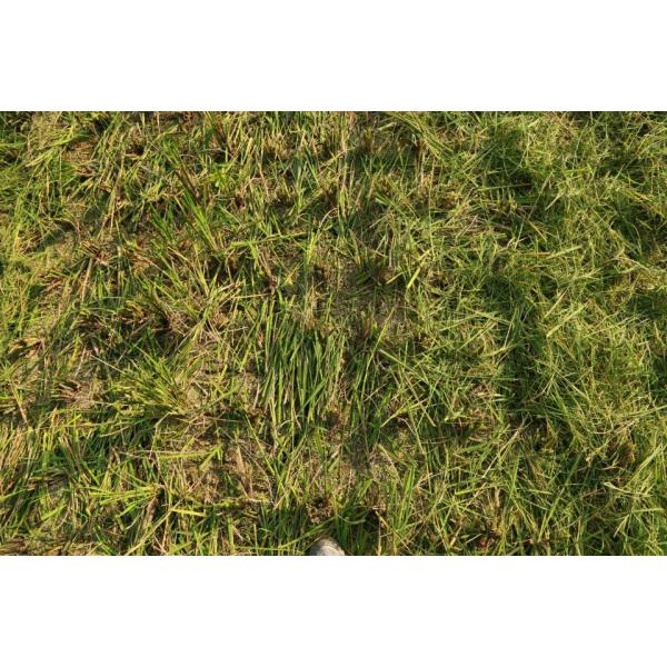 Small compact 4LZ-0.5 rice combine harvester ,4LZ-0.8 4LZ-1.0, mini combine harvester