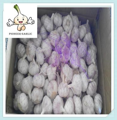 New harvest natural organic garlic White garlic from natural land