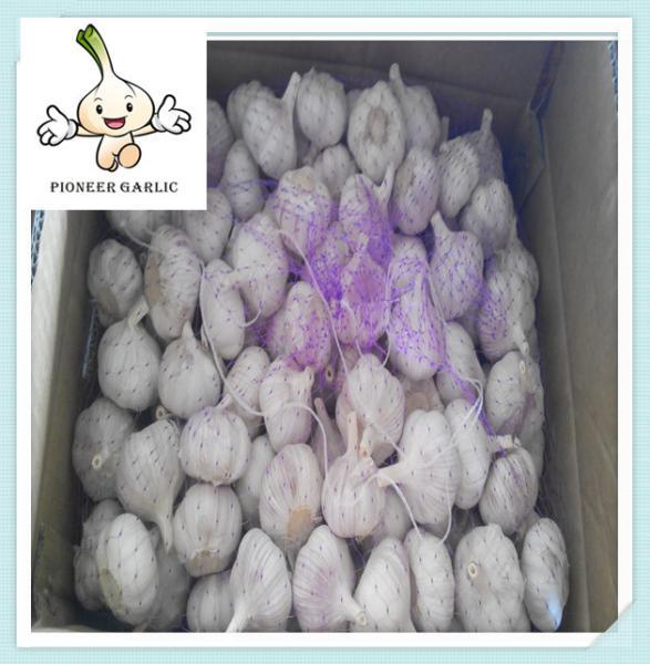 China new crop fresh garlic,normal white garlic, cold store galic