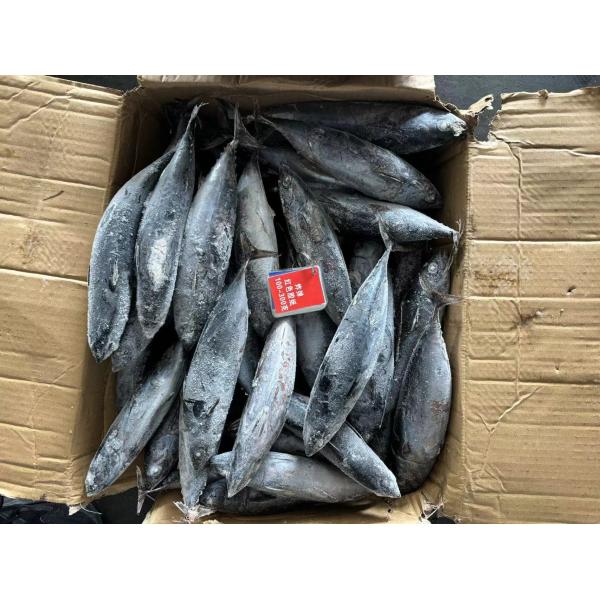 Sale New Landing 100-300g Frozen Bonito Fish