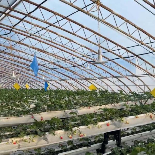 Стоимость доставки и расчетный срок доставки для коммерческой гидропонной семенной теплицы