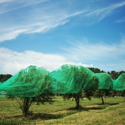 Width 1-20m Mesh Harvest Bags , Bird Control Netting Warp Knitted Type