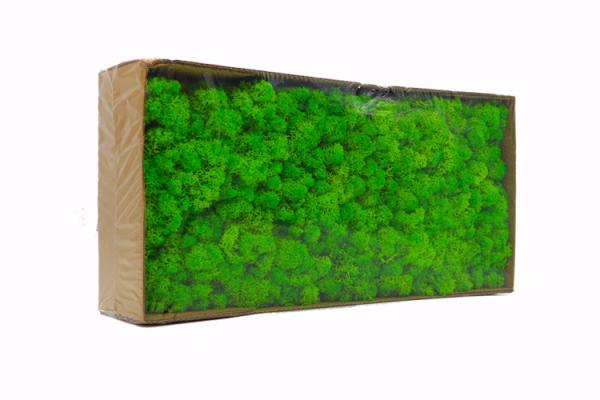 Musgo de rena preservado estabilizado bonito preservado da decoração interior da decoração da parede do musgo
