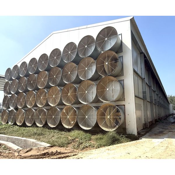 Hot Galvanized H Type Layer Cage with Automatic Feeding for Large Poultry Farm Projects