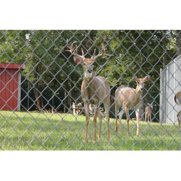 9 gauge Black Powder Coated Chain Link Fencing for Basketball Court