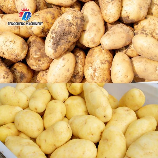 Rolo automático de lustro da onda da máquina da lavagem e de descascamento da batata de Tengsheng