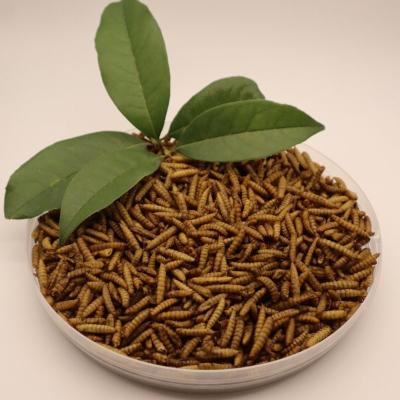 Black Crispy Dry Fly Larvae Meal Cool Dry Storage Low Fat