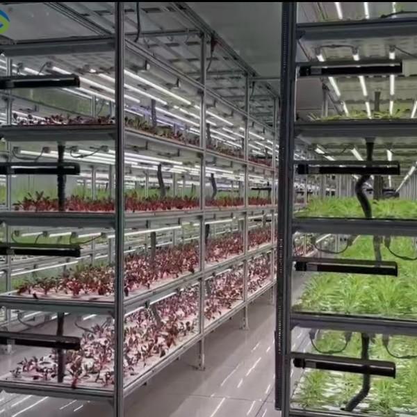 Vertical Lettuce Greenhouse PC Sheet Greenhouse With Hydroponic System