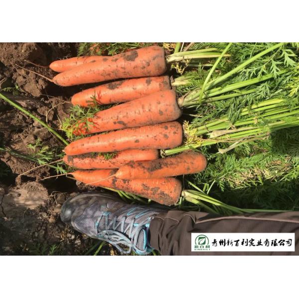 Japan Standard Fresh Organic Carrots Own Plantation Supply To Supermarket