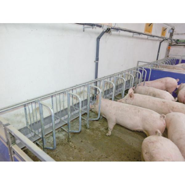 Hot Dip Galvanized Steel Gilt Sow Crate