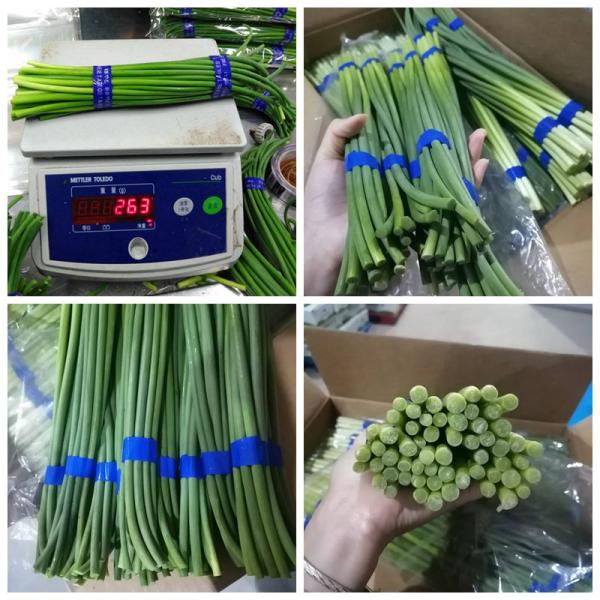 чеснок 45cm растя зеленые стержни