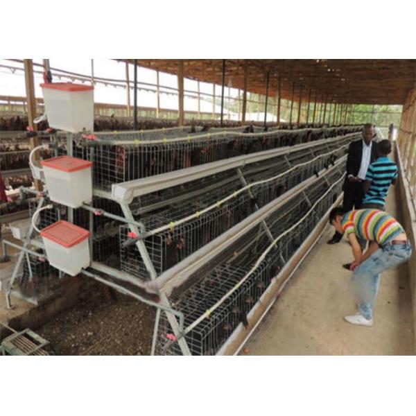 Long A And H Type Stepped Chicken Laying Eggs Cage 188CM 3 Tier Chicken Cage