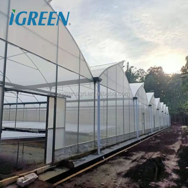 Large Single Layer PE/PVC Multi-Span Agricultural Greenhouse with Flat NFT Lettuce Hydroponic System
