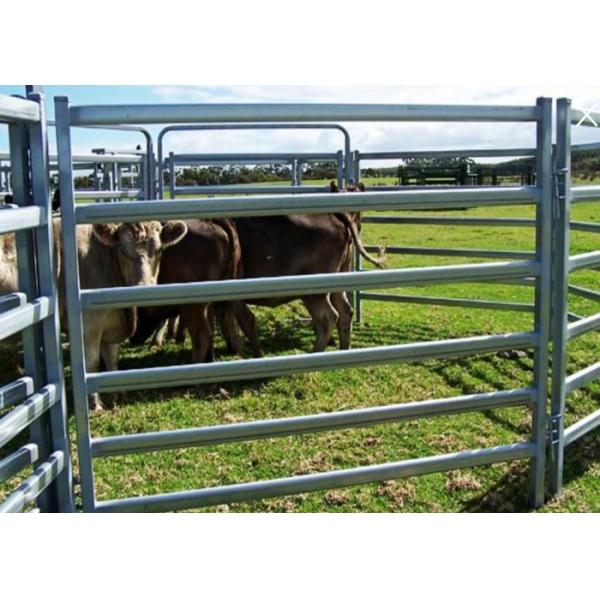 6 Bar Oval Livestock Equipment Portable Cattle Yard Panels Heavy Duty By 1820X2100mm
