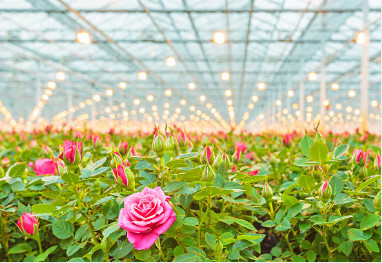 2x2ft Full Spectrum LED Grow Light длительный срок службы для внутреннего садоводства