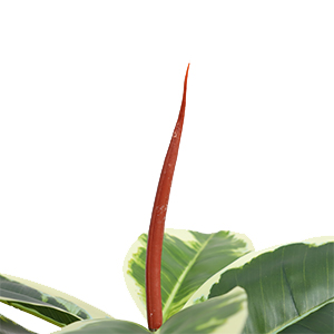 1.3m Potted Oak Tree Bonsai Faux House Plants For Home Decor Artificial Rubber Ficus Greenery Home Sets