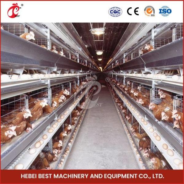 Automatic H Type 4 Tier Layer Cage For 40,000 Chicken Farm Doris
