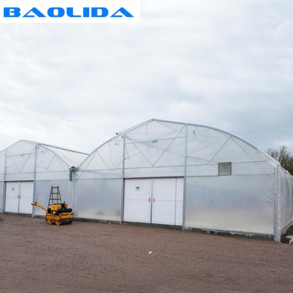 Hot Dip Galvanized Steel Wind Resistance Sides Ventilation Multi Span Greenhouse