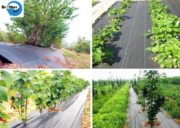 China Wholesale PP/PE Woven Weedmat /PP Woven Ground Cover/Weed Control Fabric for Agriculture /Garden