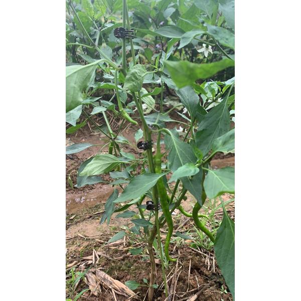 Solid Wire 4mm 200cm Metal Vegetable Garden Plant Support Sticks