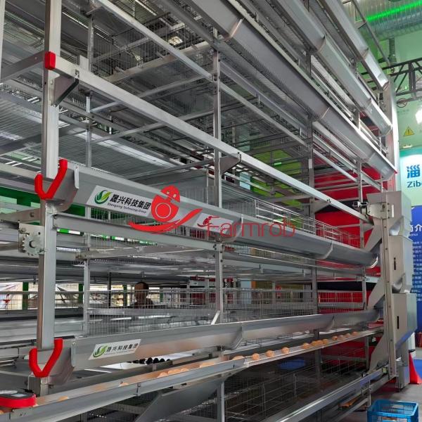 30000  Layer Cage System with Suitable Temperature in Saudi Arabia