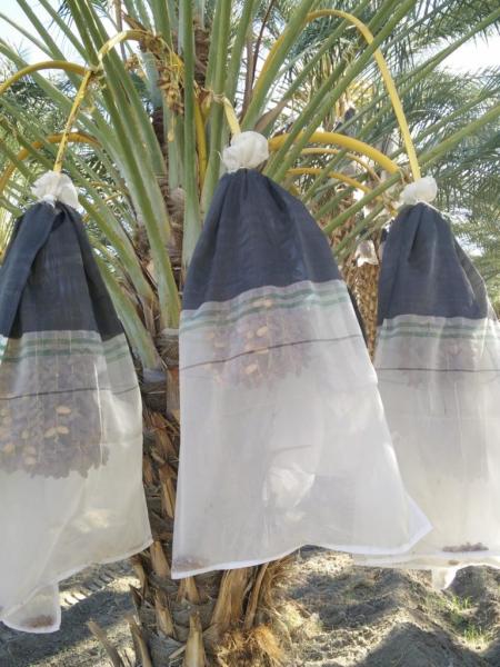 White Color Jujube Collecting Net Bags With Hook Loop For Africa  Anti-UV HDPE Mesh Bags