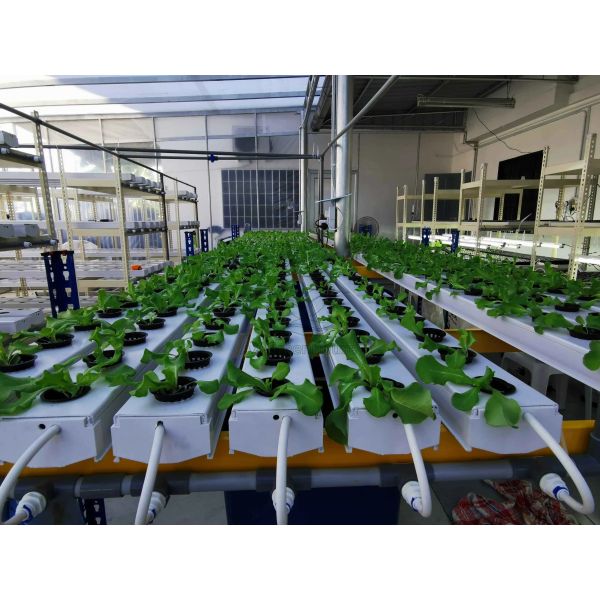 Food-Grade PVC NFT Hydroponic Gully System with UV Inhibitors and Customizable Dimensions for Commercial Greenhouses