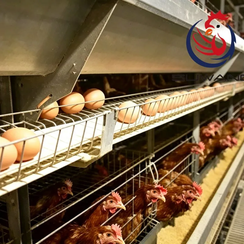 Galvanized Steel H Type Egg Chicken Cage Customizable Tiers For Poultry Farming