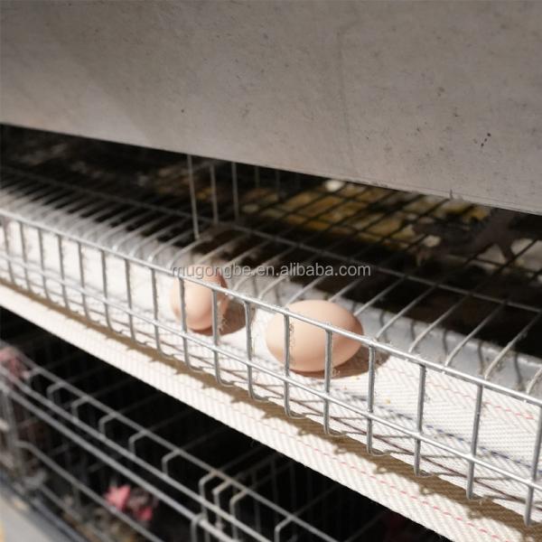 Fully Automatic H Type Chicken Layer Cage Layers Poultry Farming Chicken Battery Cages Poultry Farm for Farm