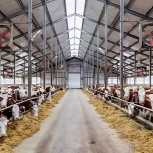 Prefabricated Steel Structure Livestock Building Poultry Farm Barn Animal Husbandry Shed