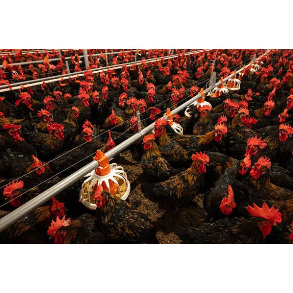 Energy Efficient Climate Controlled Poultry House with Modular Design Feeding Line