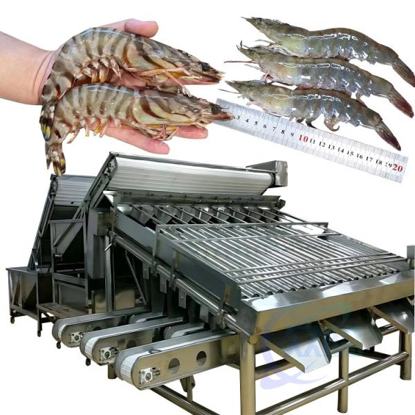 304 stainless steel 18 roller fish sorting machine Fish size screening machine