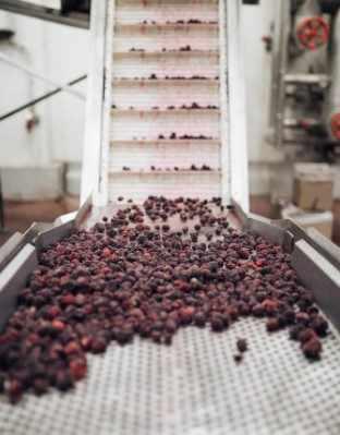 High Brix Berries Fruits IQF Frozen Blackberry for Juice Jam Topping