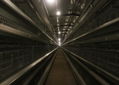 Full Automatic Broiler Chicken Cage System Easy Installation Poultry Shed Design