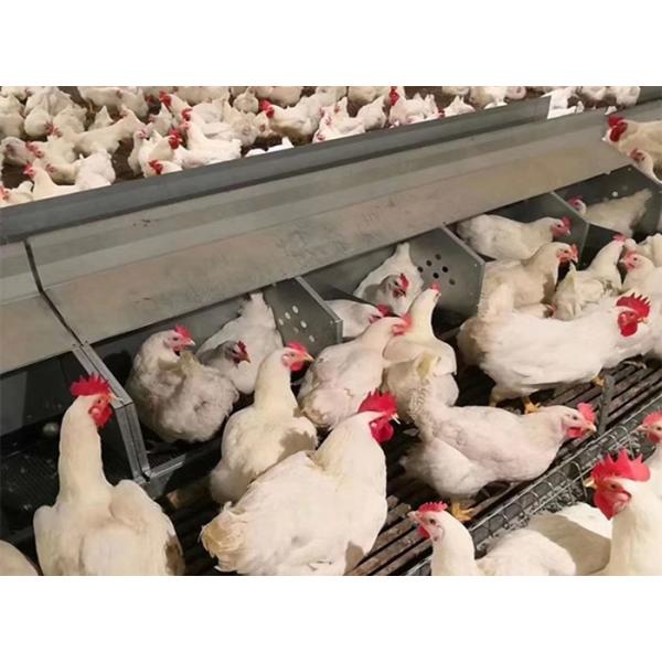 Птица системы цепи автомата питания бройлера питаясь