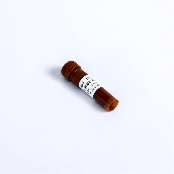 DSRed Non Toxic Nucleic Acid Gel Stain 10000× M7021 0.5 Ml