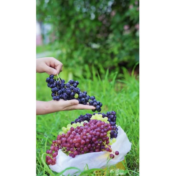 Grape Fertilizer Amino Acid Chelate Calcium White Powder Stimulate Plant Growth