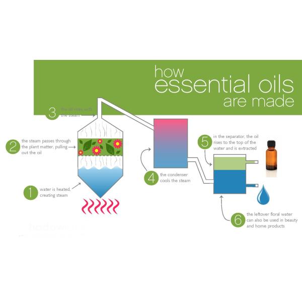 After Service Online support Jasmine Essential Oil Extraction Vacuum Water Distillation System for Neem Seed