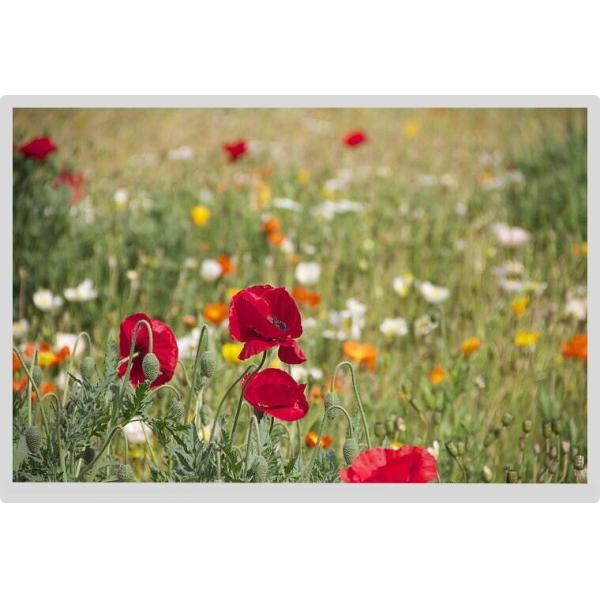 Lvds 1280x800 12.1 LCD Panel All Viewing Angle 20 Pin Industrial TFT