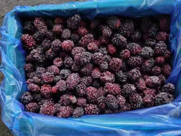 IQF Frozen Fresh Blackberry Frozen Fruit Whole 10kgx1/carton 1kg*10/carton pallet tote HACCP/ISO/KOSHER/BRC