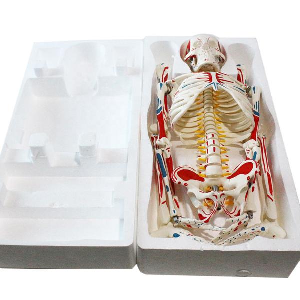 85cm Anatomy Human Skeleton Model Attach Heart Vascular Nerve Skeleton Model