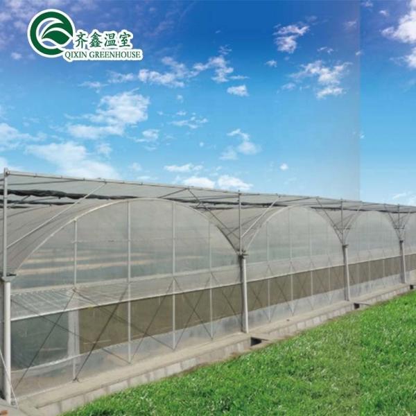 Multi-Span Greenhouse Film Customized for UV Protection and Optimal Growing Conditions