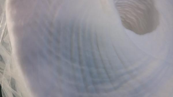 Economical Cotton Sliver Practical Cost Effective Customized Gentle